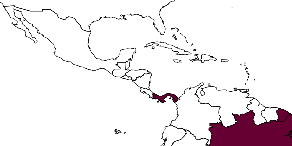 map of Acrotaphus dolichopus     Pádua, in Pádua et al., 2020